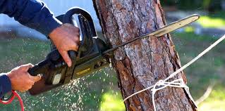 Best Utility Line Clearance  in Jefferson Valley Yorktown, NY