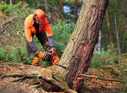 Best Lawn Renovation and Restoration  in Jefferson Valley Yorktown, NY