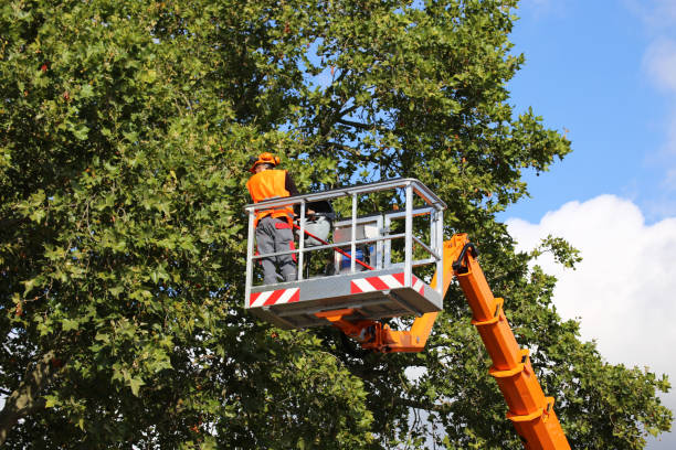 Best Tree Maintenance Programs  in Jefferson Valley Yorktown, NY