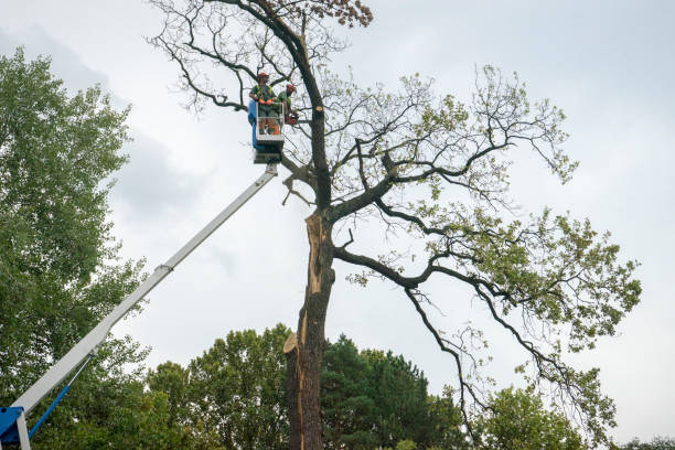 Tree and Shrub Care in Jefferson Valley Yorktown, NY