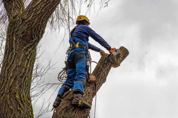 Professional Tree Removal in Jefferson Valley Yorktown, NY