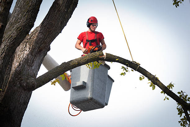 How Our Tree Care Process Works  in  Jefferson Valley Yorktown, NY