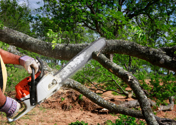 Best Tree Disease Treatment  in Jefferson Valley Yorktown, NY